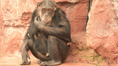 Schimpanse (11).jpg